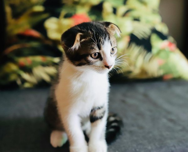 Scopri il Mondo Misterioso dei Feline